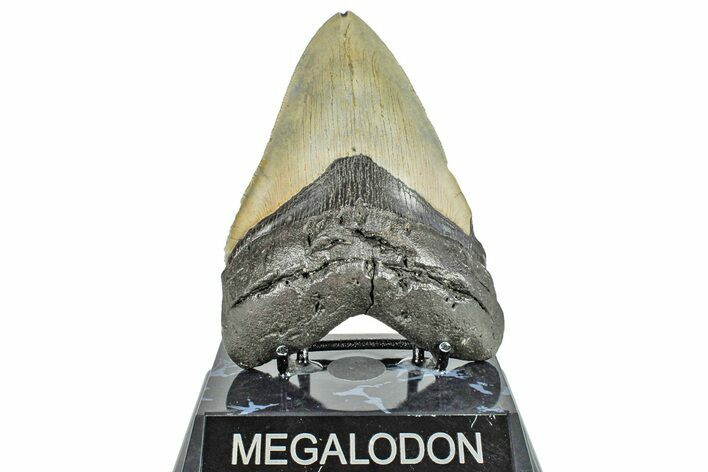 Serrated, Fossil Megalodon Tooth - North Carolina #245759